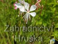 Gaura lindheimeri Ellura