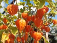 Physalis alkekengi var. franchetii Gigantea