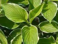 bohyška - Hosta fortunei 'Francee'