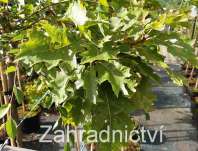 dub - Quercus rubra 'Haaren'