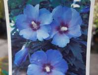 ibišek - Hibiscus syriacus 'Oiseau Bleu'