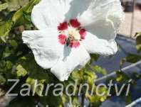 ibišek - Hibiscus syriacus 'Red Heart'