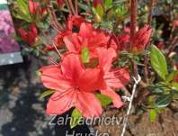 Azalea japonica 'Julliete'