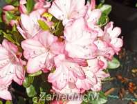 Azalea japonica 'Peggy Ann'