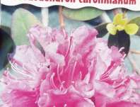 Rhododendron coralianum PJM Elite