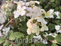 kalina - Viburnum plicatum 'Pink Beauty'