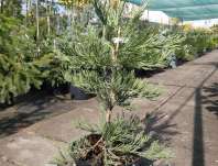 sekvojovec - Sequoiadendron giganteum 'Bajojeka'