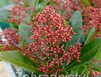 skimie - Skimmia japonica 'Rubella'