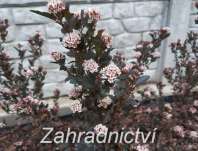 tavola - Physocarpus opulifolius 'Little Devil'