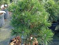Borovice - Pinus mugo 'Compacta'