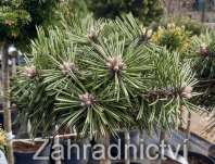 Borovice - Pinus nigra 'Bobo'