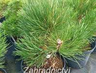 Borovice - Pinus nigra 'Black Prince'