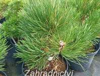 Borovice - Pinus nigra 'Black Prince'