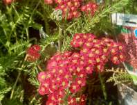 Achillea millefolium Paprika