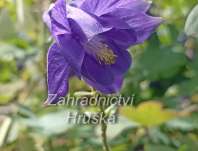 Aquilegia alpina