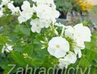 Phlox paniculata David
