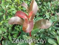 blýskavka - Photinia fraseri 'Red Light'