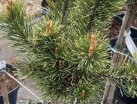 Borovice - Pinus mugo 'Bimbo'