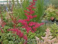 Astilbe arendsii Rotlicht