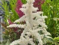 Astilbe japonica Deutschland