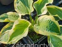 bohyška - Hosta 'Brim Cup'