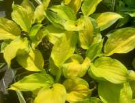 bohyška - Hosta sieboldii 'Lakeside Banana Bay'