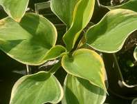 bohyška - Hosta 'Liberty'