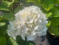 hortenzie - Hydrangea macrophylla 'Schneeball'
