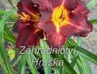 Hemerocallis Longfields´s Black Magic