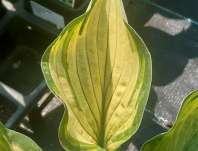 bohyška - Hosta fortunei 'Albopicta'
