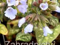 Pulmonaria saccharata Opál