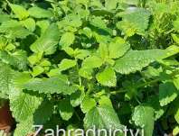 Meduňka
