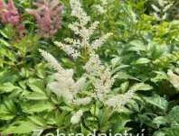Astilbe japonica Wasinghton