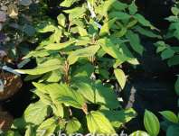 kalina - Viburnum rhytidophylum 'Little Snowball'