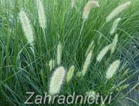 dochan - Pennisetum alopecuroides ´Herbstzauber´