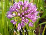 Allium Milenium