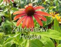 Echinacea Julia