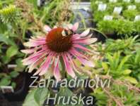 Echinacea purpurea Green Twister