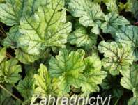 Heuchera Venus