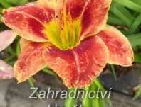 Hemerocallis Divas Choice