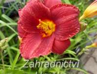 Hemerocallis Little Zinger