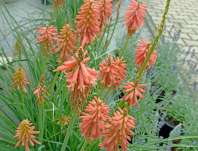 Kniphofia Redhot Popsicle