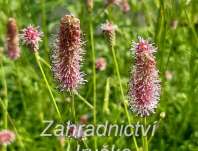Sanguisorba officinalis Pink Tanna