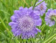 Scabiosa columbaria Butterfly Blue