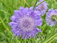 Scabiosa columbaria Butterfly Blue