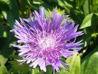 Stokesia laevis Mels Blue