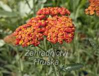 Achillea Safran