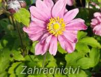 Anemone Pretty Lady Emily