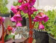 Bergenia cordifolia Eroica