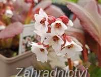 Bergenia Dragonfly Angel Kiss